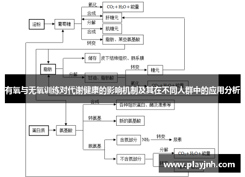 有氧与无氧训练对代谢健康的影响机制及其在不同人群中的应用分析